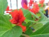 Thumbs/tn_IMG_2743.jpg