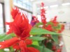 Thumbs/tn_IMG_2744.jpg